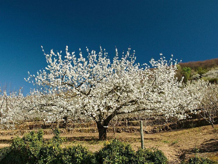 cerezo-en-flor