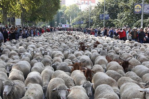 Rebaño de ovejas - Casa Campo