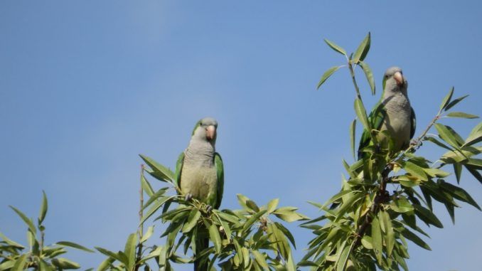 Cotorras en Getafe - Especie Invasora