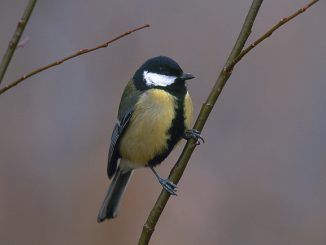 Sendabird en Fuenlabrada - Itinerario ornitológico