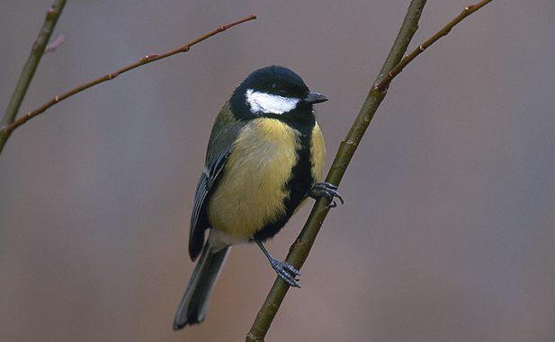 Sendabird en Fuenlabrada - Itinerario ornitológico