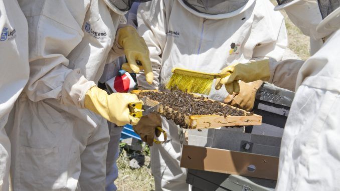 Semana del Medio Ambiente en Leganés, formación sobre abejas