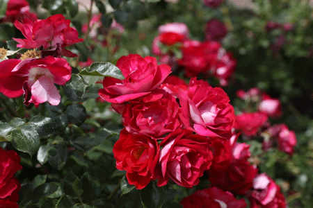 rosas