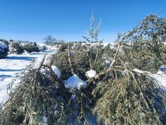 ASAJA Castilla-La Mancha pide un plan para la recuperación del olivar y la ganadería afectados por el temporal