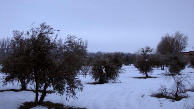 a nieve cubre el terreno en el Real Cortijo de San Isidro, en Aranjuez.