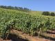 ASAJA Castilla-La Mancha advierte del hundimiento del sector vitivinícola