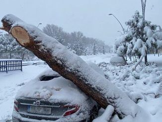 Caída de un árbol sobre un coche tras el paso de Filomena