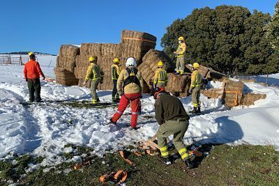 Operación para alimentar al ganado atrapado en la nieve