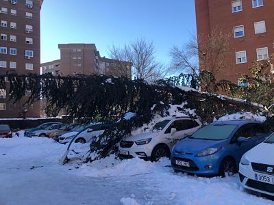 Árbol caído sobre los coches en una calle de Leganés