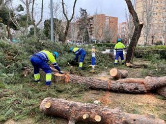 Operarios del Ayuntamiento de Móstoles revisando árboles
