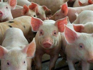 ASAJA Castilla-La Mancha pide la intervención de la Comisión Europea para frenar los ataques al sector porcino