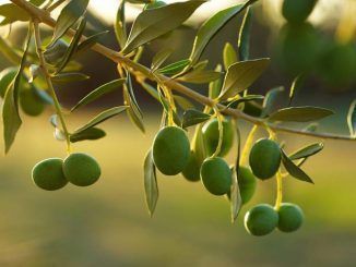 ASAJA Ciudad Real pide ayudas para las superficies de olivar tradicional frente a un mercado cada vez más competitivo y un control de trazabilidad del producto