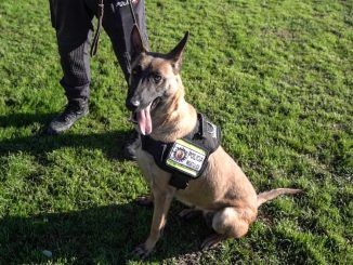 La Unidad Canina de la Policía Municipal de Móstoles celebra 25 años de servicios