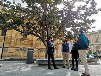 El Ayuntamiento culmina las obras para ampliar el alcorque y mejorar las condiciones de drenaje y nutrientes del magnolio de la Avenida de la Constitución
