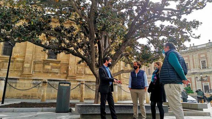 El Ayuntamiento culmina las obras para ampliar el alcorque y mejorar las condiciones de drenaje y nutrientes del magnolio de la Avenida de la Constitución