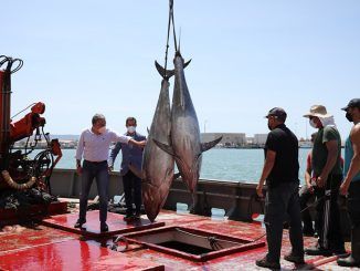 El consejero de la Presidencia, Administración Pública e Interior de la Junta de Andalucía, Elías Bendodo, ha viajado hasta la localidad de Barbate para destacar la importancia de la pesca del atún en las costas gaditanas para la economía andaluza.