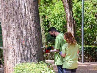 El Ayuntamiento de Tomelloso realiza la endoterapia a los vegetales