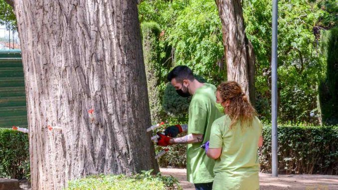 El Ayuntamiento de Tomelloso realiza la endoterapia a los vegetales