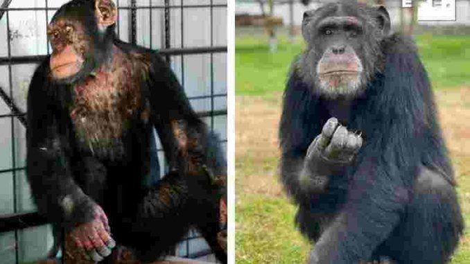 Los chimpancés Gombe y Sandy en su recinto del centro de rescate de primates Rainfer. EFE/ Centro De Rescate De Primates Rainfer