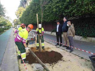 Plantaciones Avenida de la Palmera, Sevilla