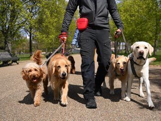 Imagen de archivo de varios perros en un parque. EFE/EPA/ANDY RAIN