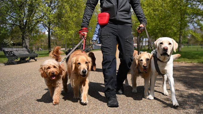 Imagen de archivo de varios perros en un parque. EFE/EPA/ANDY RAIN