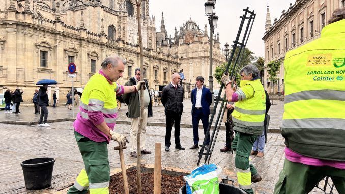 El objetivo es reforzar el valor paisajístico y generar nuevas áreas de sombra en este entorno patrimonial de la Avenida de la Constitución.