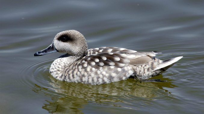 Fotografía facilitada por la organización conservacionista SEO-BirdLife que muestra a un ejemplar de cerceta pardilla. EFE/Archivo
