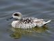 Fotografía facilitada por la organización conservacionista SEO-BirdLife que muestra a un ejemplar de cerceta pardilla. EFE/Archivo