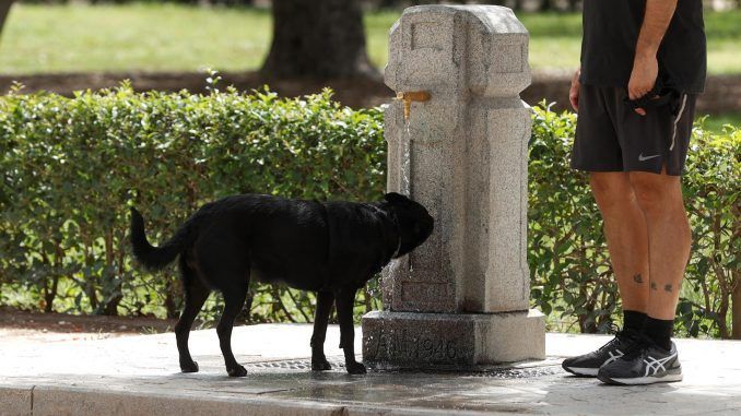 Un perro bebe de una fuente en un parque, en una fotografía de archivo. EFE/J.J. Guillén
