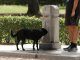 Un perro bebe de una fuente en un parque, en una fotografía de archivo. EFE/J.J. Guillén