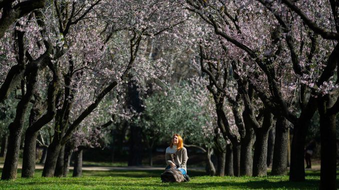 Imagen de archivo de una mujer sentada bajo los almendros en flor. EFE/ Fernando Villar
