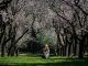 Imagen de archivo de una mujer sentada bajo los almendros en flor. EFE/ Fernando Villar