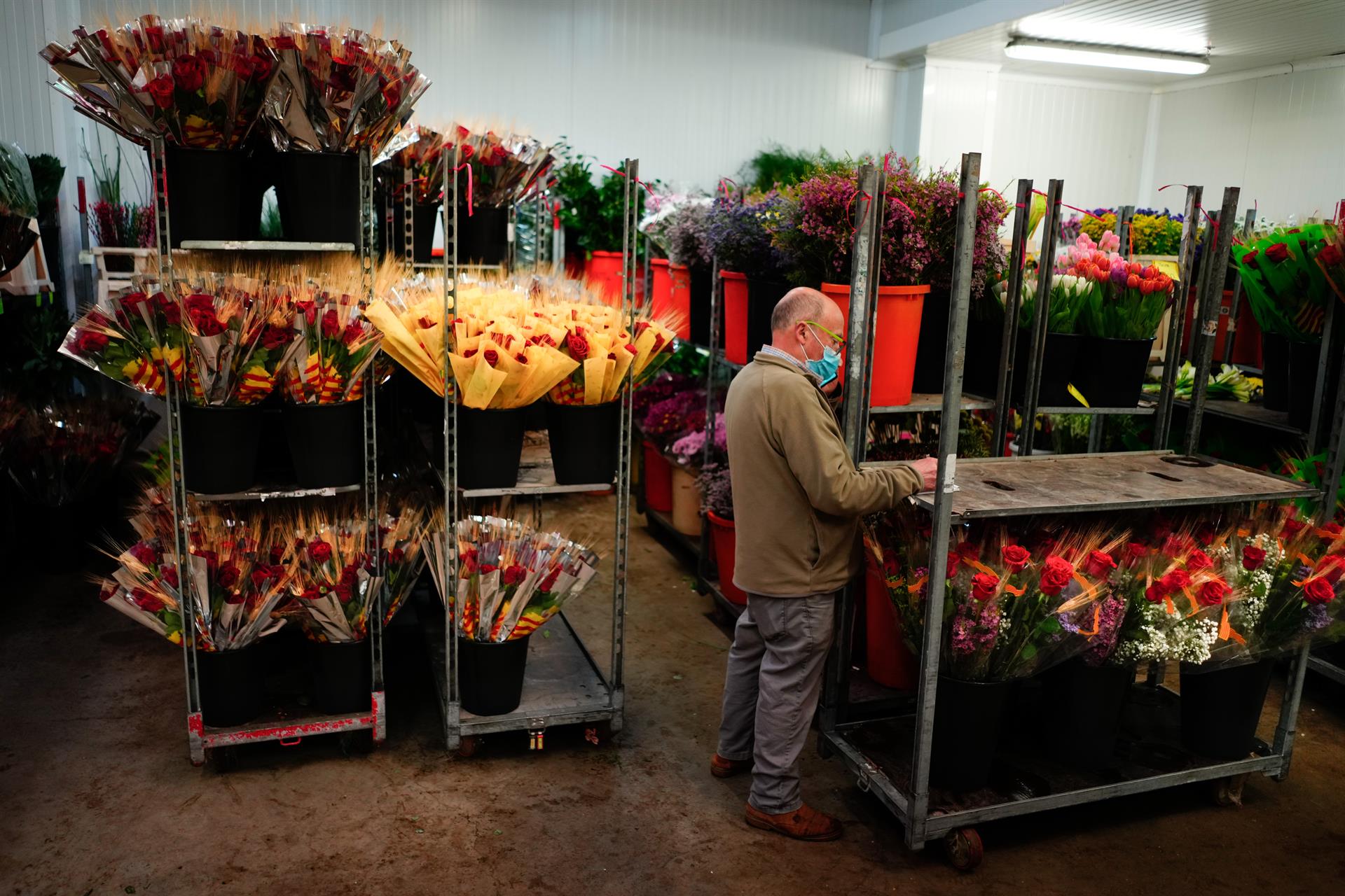 Un florista trabaja este jueves en Mercabarna-Flor donde trabajan a buen ritmo para la "diada" de Sant Jordi de este próximo sábado. EFE/Enric Fontcuberta
