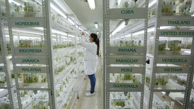 Una investigadora trabaja con plantas. EFE/Archivo
