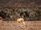 Imagen de archivo de una vicuña en Chile. EFE/ José Caviedes