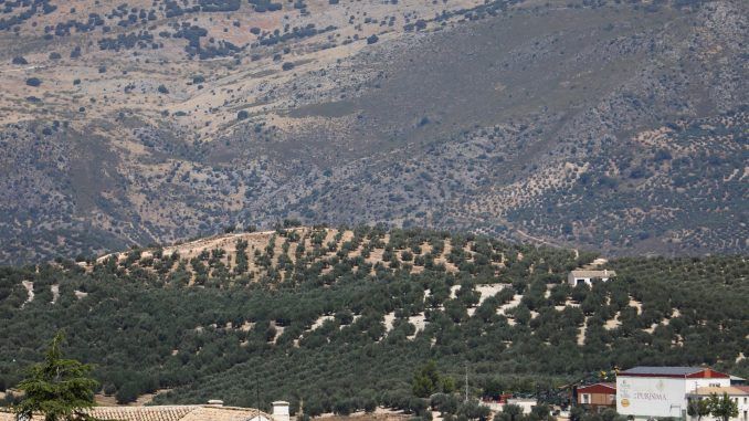 Paisaje de olivos de la sierra cordobesa. EFE/Archivo
