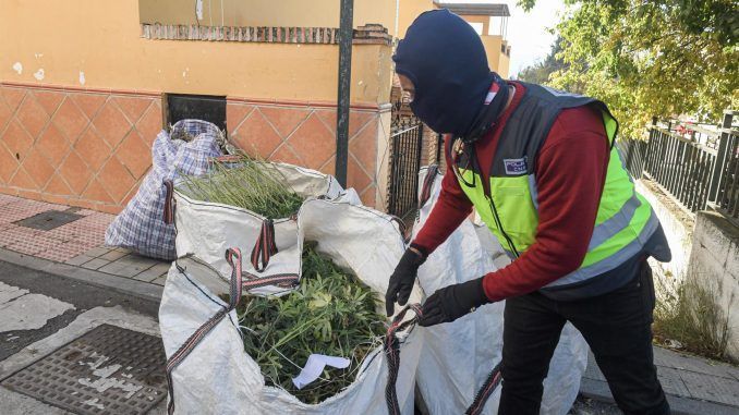 Unos agentes retiran sacas repletas de plantas de marihuana cultivadas en viviendas. EFE/Archivo
