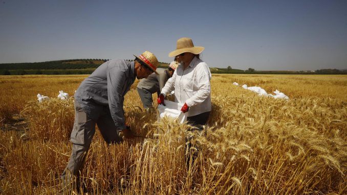 Varias personas trabajan en un cultivo de trigo en la localidad cordobesa de Guadalcázar, hoy jueves con temperaturas que superarán los 40 grados debido a la ola de calor. EFE/Salas
