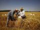 Varias personas trabajan en un cultivo de trigo en la localidad cordobesa de Guadalcázar, hoy jueves con temperaturas que superarán los 40 grados debido a la ola de calor. EFE/Salas