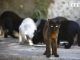 Colonia felina en el Alcázar de los Reyes Cristianos de Córdoba. El control eficaz de las colonias de gatos ferales, los conocidos como gatos "callejeros" o "urbanos", supone un reto cada vez más importante para las ciudades ya que no solo mejora la salud animal, sino también la salud pública y la imagen de los cascos urbanos. EFE/Salas