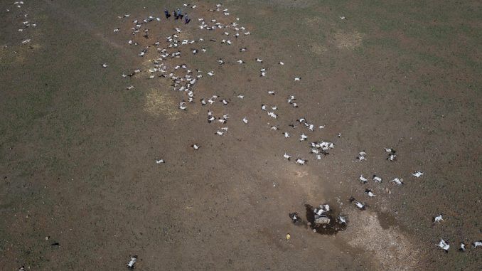 Imagen de archivo de ovejas muertas en Kenia por la sequía. EFE/EPA/Daniel Irungu
