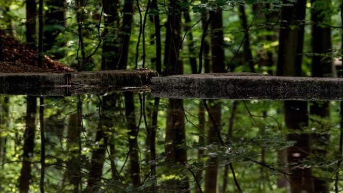 Fotografía de archivo de la vista de árboles reflejados en un estanque en el bosque Heide de Dresde (Alemania). EFE/Filip Singer