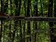 Fotografía de archivo de la vista de árboles reflejados en un estanque en el bosque Heide de Dresde (Alemania). EFE/Filip Singer