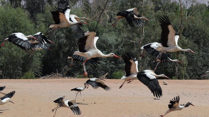 Imagen de archivo de cigüeñas blancas volando en un parque de aves en el balneario del Mar Rojo de Sharm el-Sheikh, Egipto, lugar donde se celebra la COP27. (Egipto) EFE/EPA/KHALED ELFIQI
