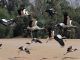 Imagen de archivo de cigüeñas blancas volando en un parque de aves en el balneario del Mar Rojo de Sharm el-Sheikh, Egipto, lugar donde se celebra la COP27. (Egipto) EFE/EPA/KHALED ELFIQI