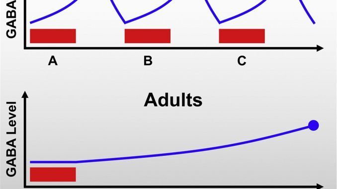 Imagen de los cambios en el GABA de los cerebros de los niños y los adultos. Crédito: Current Biology/Frank et al. EFE
