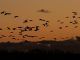 Miles de grullas comunes (Grus grus) migrando hacia el norte de Europa en una imagen de archivo. EFE/Beldad