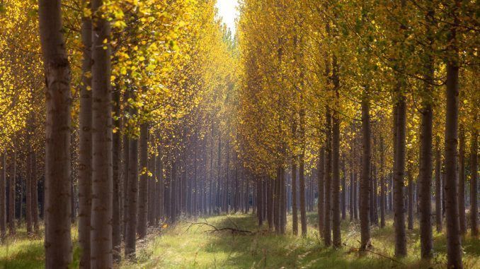 Vista de una chopera junto al río Ebro a su paso por Agoncillo marca los colores vivos del otoño, este miércoles. EFE/ Raquel Manzanares
