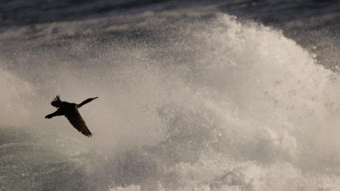 Un cormorán sortea las olas en la costa de A Coruña, en una jornada en la que el temporal, que durante los últimos días ha dejado fuertes rachas de viento, nieve y fenómenos costeros adversos, comienza a remitir y solo Galicia, Asturias y Cantabria mantienen el aviso naranja por mala mar con olas que alcanzarán entre 5 y 6 metros de altura. EFE/Cabalar
